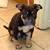 American Bullies Louis V x Zullou 11 thumbnail