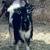 ADGA Reg. Nigerian Dwarf Yearling Buckskin Breeding Buck 4 thumbnail