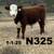 Registered Polled Hereford Bulls 2 thumbnail