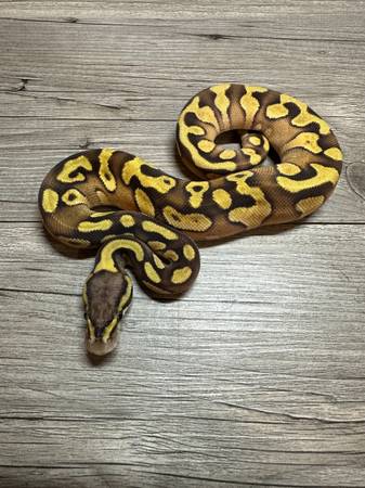 BABY BALL PYTHON! MOJAVE ENCHI ( AKA MOOCHI)  !!! ONLY $50.00 1