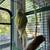 Parrot- Indian Ringneck 2 thumbnail