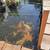 Koi fish 2 thumbnail
