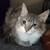 Rescue Kittens and Adults for Adoption 1 thumbnail