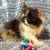 Gatita calico 1 thumbnail