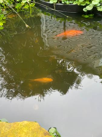 Goldfish (Red Wing mn)63906250753922120