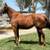 Chestnut Thoroughbred Mare for Sale (Two to Tango) 1 thumbnail