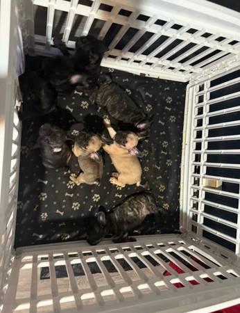 puppy rehoming 1