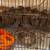 Male Mearns (Montezuma) quail for sale 6 thumbnail