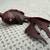 Vintage Rosewood Hand Carved Koi Fish 5 thumbnail