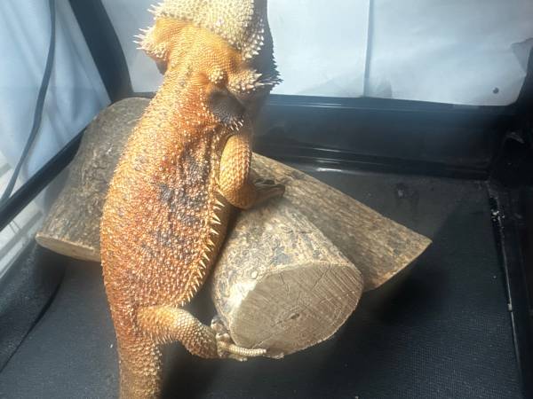 Almost 2 year old red bearded dragon (Winooski)