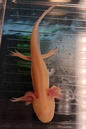 Juvenile axolotls available! (Warner Robins, Middle GA)63922480855042122