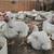 Gallos palomas gallinas 7 thumbnail