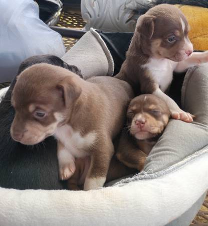 DeerChihuahua (Napier feild)64020420630787123