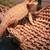 bearded dragon 3 thumbnail