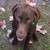 German shorthaired pointer 2 thumbnail