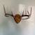 Whitetail Antler mounts 11 thumbnail