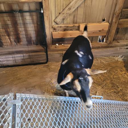 Nigerian Dwarf does 1