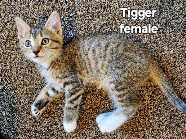 Bottle fed kittens (East Brighton)63963640365698122