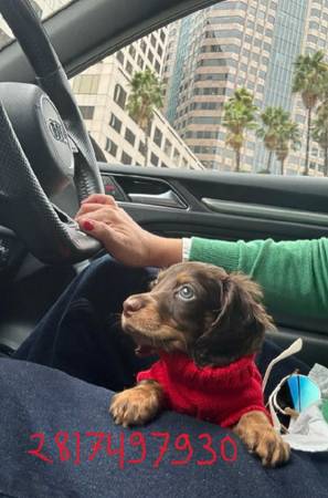 PreciousPups HomeDachshund (College Station)