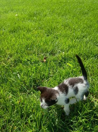 Kittens Available (Silver Spring)5977960359978700810