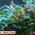 Aquarium Plants 5 thumbnail