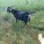 Spanish Male Black Goat for Sale Breeding Land Clearing Goats Billy 1 thumbnail