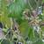 black mulberry trees, sweet Lebanese everbearing variety 3 thumbnail