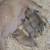 Pitbull xl rednose fawn puppies 19 thumbnail