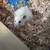 White long hair male Syrian Hamster 6 thumbnail