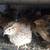 Quail / Gordonis 3 thumbnail