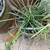 free spider plants 3 thumbnail