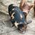 Kune Kune piglets 9 thumbnail