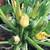 Ronde de Nice Heirloom Round Zucchini Summer Squash Seeds 2 thumbnail