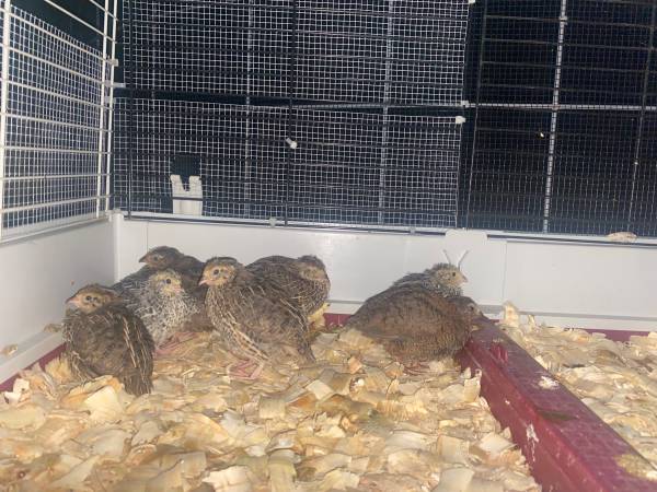 Quail & Quail Hatching Eggs (Killeen)63839343594881120