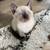 Siamese 2 thumbnail