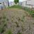FRANCISCO LANDSCAPING PROFESSIONAL 16 thumbnail