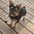 Toy Yorkie 1 thumbnail