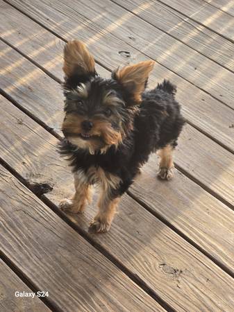 Toy Yorkie 1