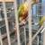 Sun Cheek Conures 3 thumbnail