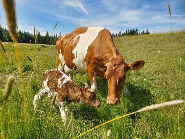 Dairy bull bottle calf 1