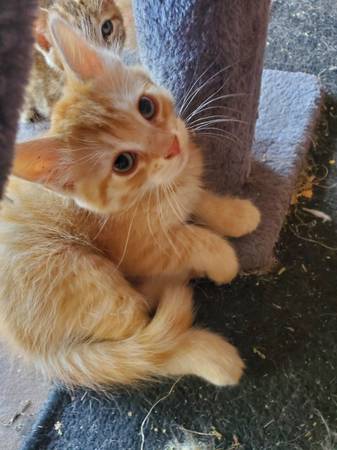 GATITOS GRATIS DE 9 SEMANAS (Edmond)63670591563779122