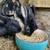 Rex rabbits - bucks 4 thumbnail