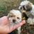 Shih Tzu Puppies 1 thumbnail