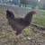 Mix Breed Roosters - chicken 1 thumbnail