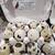 Jumbo Coturnix Quail hatching eggs 2 thumbnail