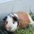 Guinea pig 2 thumbnail
