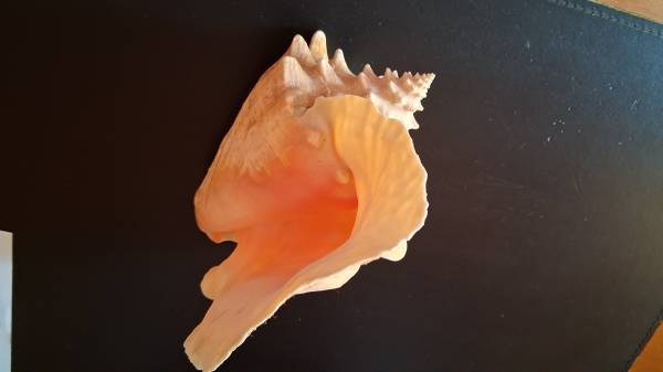 Large Conch Seashell 1