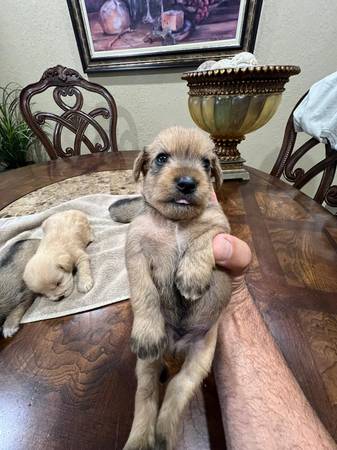 mini schnauzer yorkie mix63685532979587122