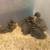 5 baby ducks 1 thumbnail