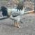 Chickens 5 thumbnail